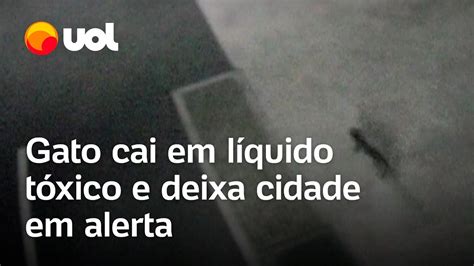 Gato Cai Em L Quido T Xico Sai Pelas Ruas E Deixa Cidade Em Alerta No