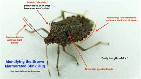 Stinkbugs: Warm weather unleashes smelly bugs in Wisconsin