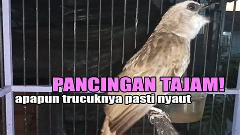 Suara Trucukan Gacor Ropel Panjang Pancingan Trucukan Agar Bunyi