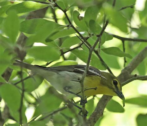 Pictures and information on Yellow-throated Vireo