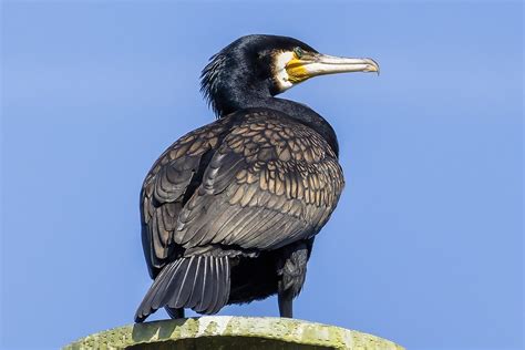 Burung Dandang Ilmu Foto Gratis Di Pixabay Pixabay