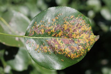 Pear Leaf Blister Mite | Garden Pests & Diseases | Gardening Tips | Thompson & Morgan