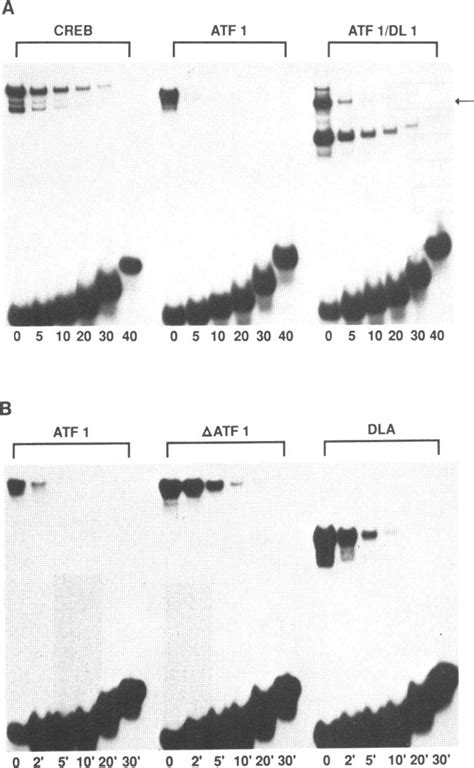 Stability Of Atf1dna Complexes A Aliquots Of Creb Atfi And