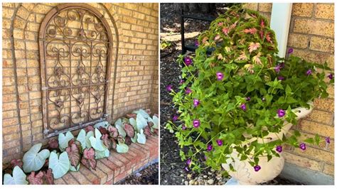 Caladiums Love The Texas Heat July Th Garden Tour Update Zone B