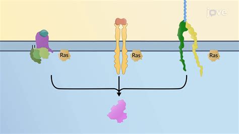 Interactions Between Signaling Pathways | Cell Biology | JoVe