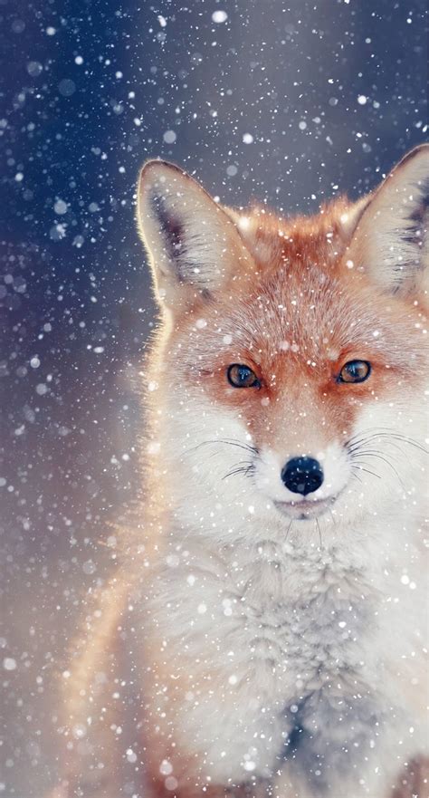 [100+] Cute Fox Wallpapers | Wallpapers.com