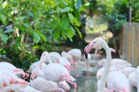 Pink Flamingos in the Natural Habitat Stock Photo - Image of portrait ...