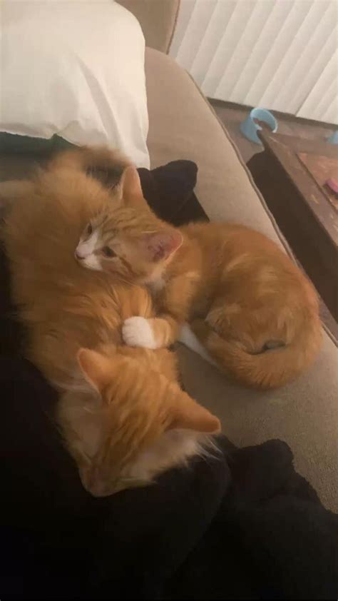 Cute cuddling orange bonded brother kittens🧡🦁 | Kittens, Kittens cutest ...