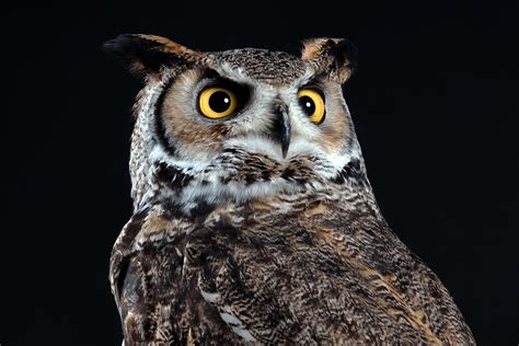 Northern Great Horned Owl Captivelight Libertys Owl Ra Flickr