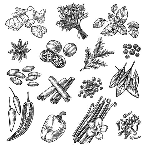 Spices Sketches Set Spice Herb, Spices Drawing, Spice Drawing, Herb Drawing PNG and Vector with ...