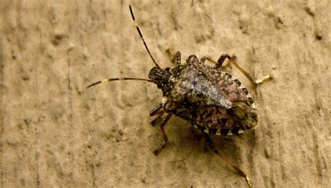 Ways Stink Bugs Enter Homes