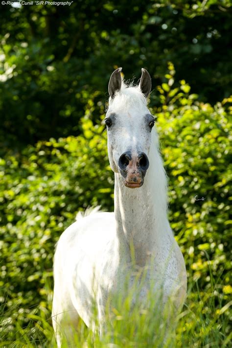 Caballos Árabes Sir Photography