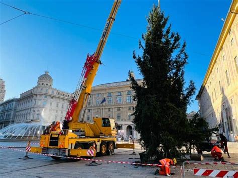 Natale Arrivato Dalla Lombardia In Piazza De Ferrari Il Grande Albero