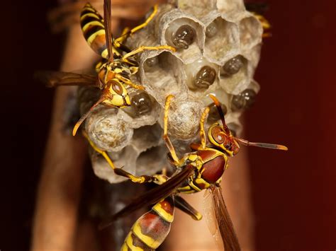 Paper Wasps tending to their larvae | The Motley Pixel Lens … | Flickr