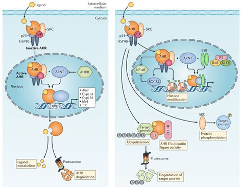 The Aryl Hydrocarbon Receptor An Environmental Sensor Integrating