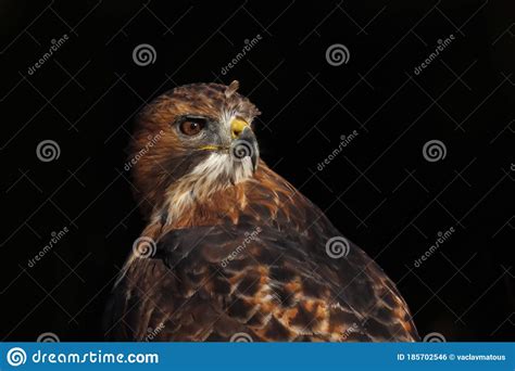 Portrait Of Red Tailed Hawk Buteo Jamaicensis Isolated On Black