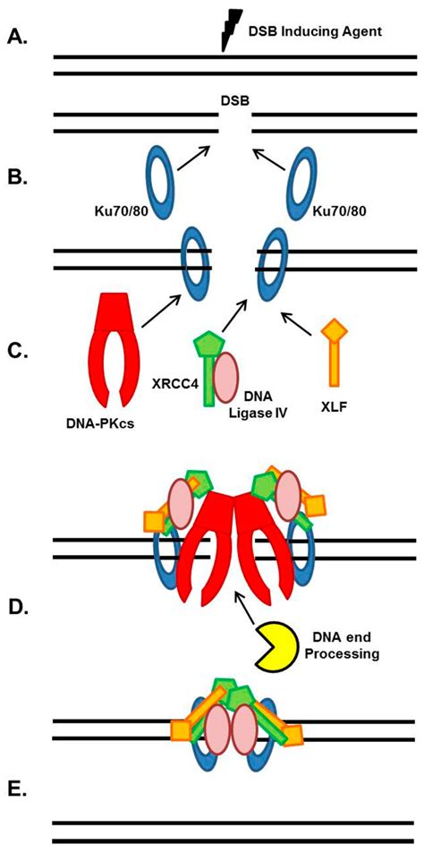 General Nhej Mechanism A And B A Dna Double Strand Break Dsb Is