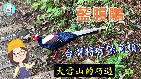 【大雪山巧遇】藍腹鷴。台灣特有種保育鳥類 Youtube