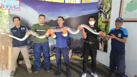 Geger Ular Piton Sepanjang Empat Meter Masuk Ke Perkampungan Warga