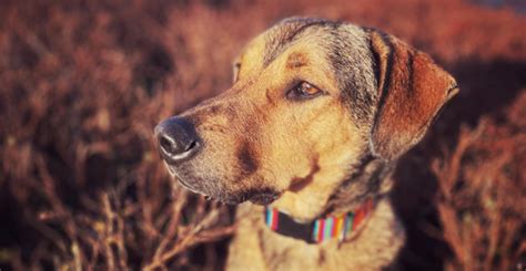 Merijn Soulmate Therapiehond Vriend Van Iedereen Heeft Collecte Des