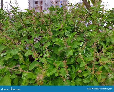 Tulsiholy Basil Treethai Basil Stock Photo Image Of Flower Fruit