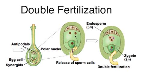 What Is Double Fertilization Describe The Process