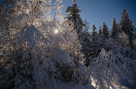 Fotos gratis naturaleza nieve invierno árbol desierto clima