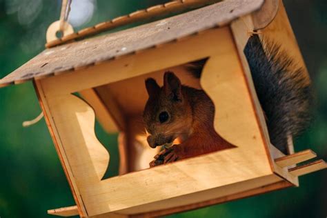 Premium Photo Squirrel Eats Nuts In The Feeder