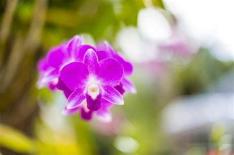 Premium Photo Pink Phalaenopsis Or Moth Dendrobium Orchid Flower