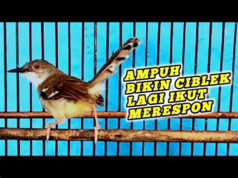 LANGSUNG MERESPON SUARA CIBLEK GACOR PALING AMPUH SAAT DI JADIKAN