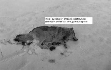 spent  bc wolf cull foi documents reveal  details