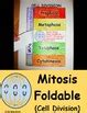 Mitosis Cell Division Foldable By Mrs G Classroom Tpt