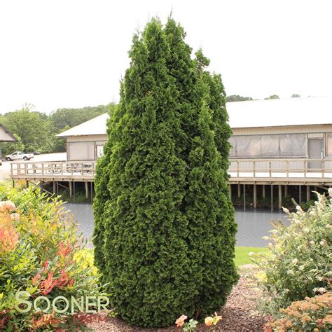 Arborvitaes Plant Care And Collection Of Varieties