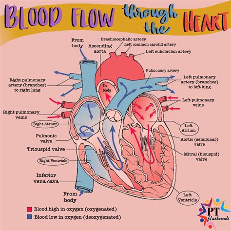 Blood Flow Through The Heart