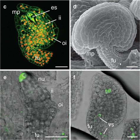 Ovule Phenotypes Of Cyp A Cyp A And Double Mutants A Mature