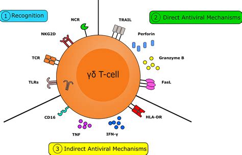 Gamma Delta T Cells Markers