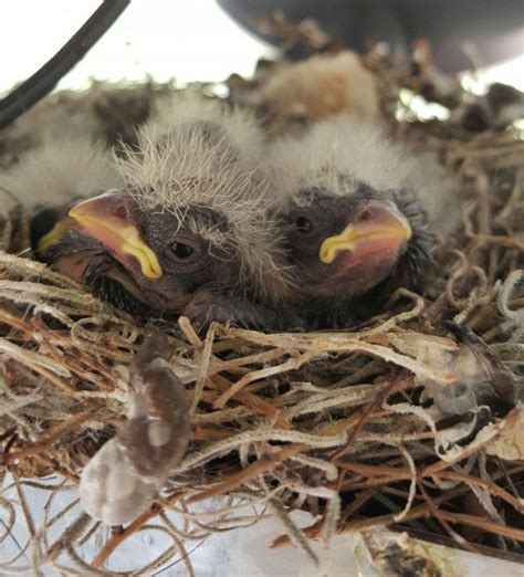 Baby sparrows - Birds and Blooms