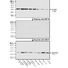 Western Blot Stripping Buffer