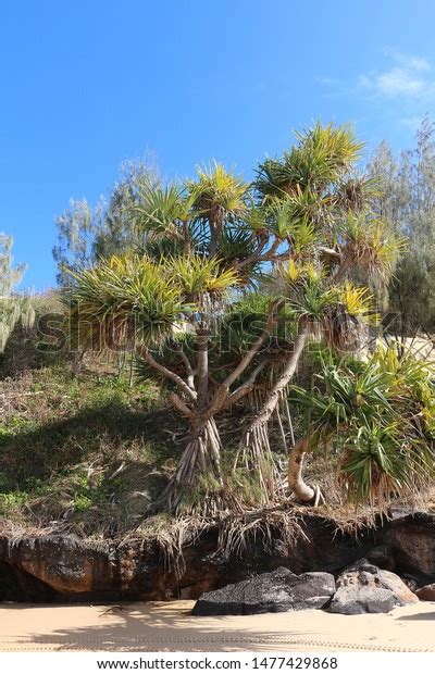 Thatch Tahitian Screwpine Pandanus Tectorius Growing Stock Photo