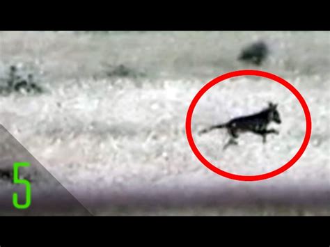 5 Supposedly Extinct Animals Caught on Camera