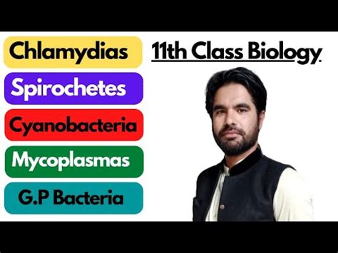 Chlamydias Spirochetes Cyanobacteria Gram Positive Bacteria