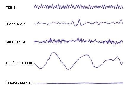 Las Fases Del Sue O Qu Pasa Mientras Dormimos