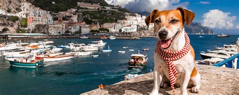 Comment Choisir Une Destination De Voyage Qui Convient Aux Chiens