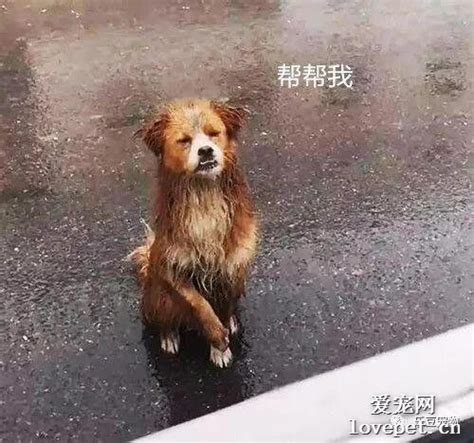 流浪狗傻傻蹲在暴雨中，看着车来车往，它的动作让人哭了 爱宠网