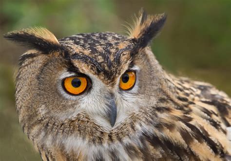 Birds Owls Eyes Glance Head Hd Wallpaper Rare Gallery