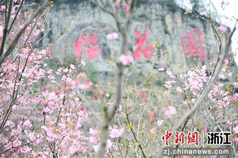 浙江磐安赏花季系列活动启幕 中国新闻网 浙江新闻