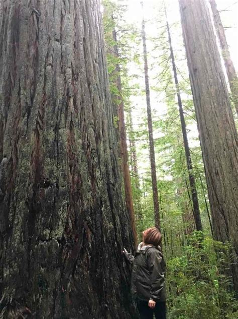 Remarkable Redwoods Oregon Coast Magazine