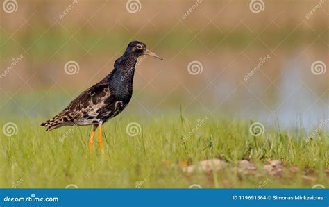 Ruff Philomachus Pugnax Calidris Pugnax Male Stock Photo Image