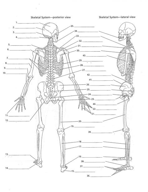 Blank Printable Skeletal System Diagram Skeleton Human Diagr