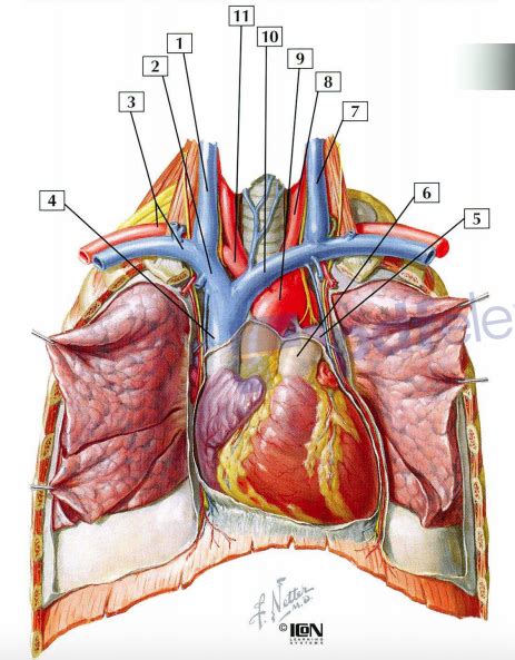 Herz Ansicht Von Ventral Diagram Quizlet